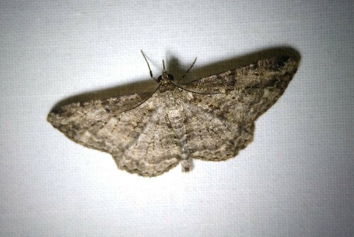 Willow Beauty, 9351 Leek, Nederland, photo 10 of 10