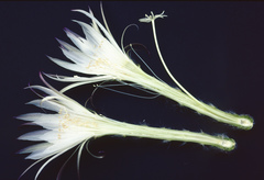 Trichocereus hahnianus