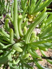 Senecio sarcoides
