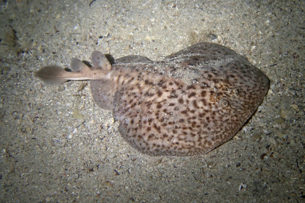 Marbled electric ray on sand seen from above, with tail and fins visible