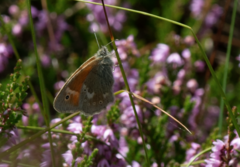 Coenonympha tullia