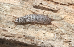 Allacrotelsa spinulata