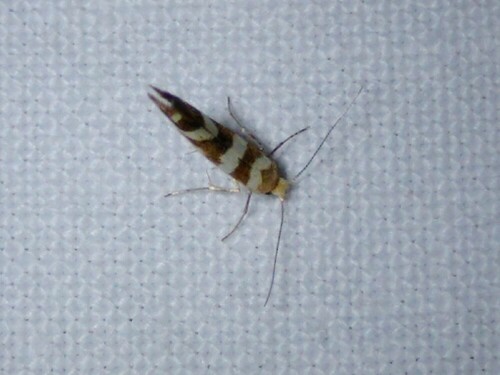Bronze Alder Moth, 9351 Leek, Nederland, photo 10 of 10