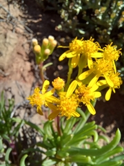 Senecio sarcoides