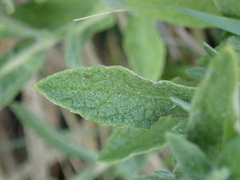 Pulicaria dysenterica