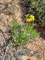Senecio sarcoides