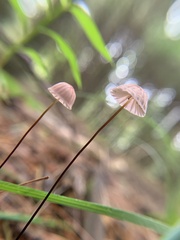 Marasmius pulcherripes