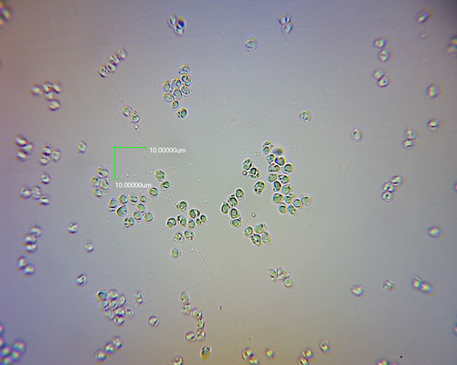 Cystoderma clastotrichum image