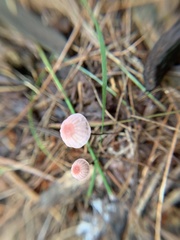 Marasmius pulcherripes