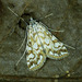Elophila nymphaeata - Photo (c) Michał Brzeziński,  זכויות יוצרים חלקיות (CC BY-NC), הועלה על ידי Michał Brzeziński