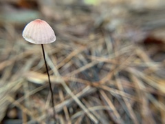 Marasmius pulcherripes