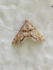 Petrophila fulicalis