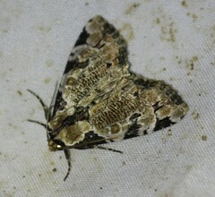 Stibaera thyatiroides