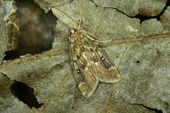 Parapoynx stratiotata