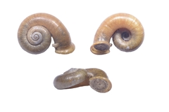 Cyclophorinae