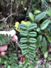 Poitea punicea