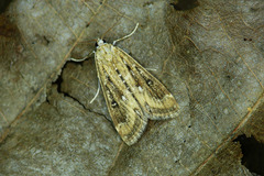 Parapoynx stratiotata