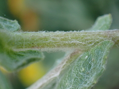 Pulicaria dysenterica