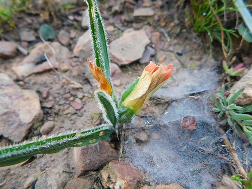 Romulea pilosa