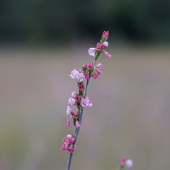 Eriogonum polycladon