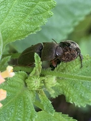 Diplostethus texanus
