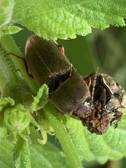 Diplostethus texanus