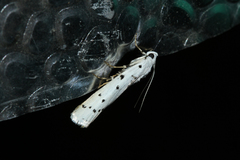 Myelois circumvoluta