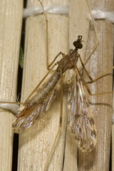 Ilisia maculata