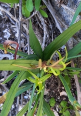 Freesia viridis
