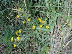 Pulicaria dysenterica