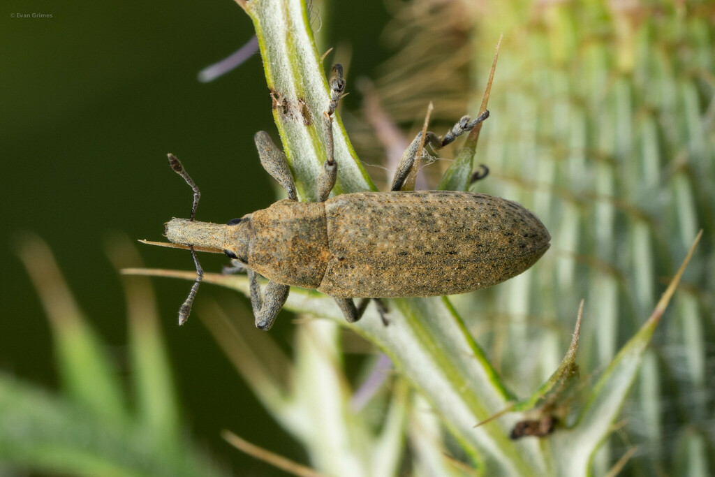 Lixus terminalis