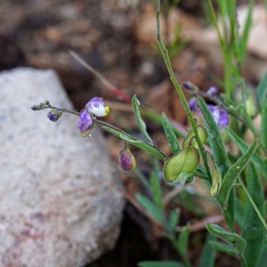 Hebecarpa rectipilis