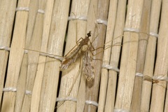 Ilisia maculata