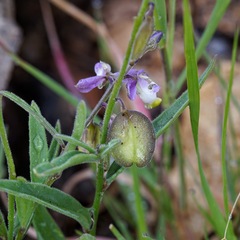 Hebecarpa rectipilis
