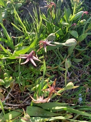 Freesia viridis