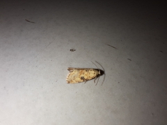 Noctuoidea