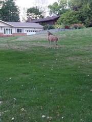 Odocoileus virginianus