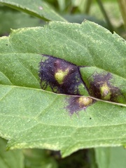 Bactericera antennata