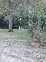 Odocoileus virginianus