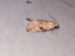 Noctuoidea