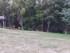 Odocoileus virginianus
