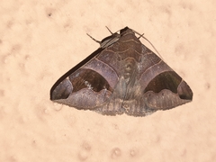 Bastilla joviana