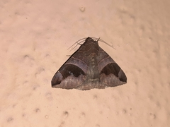Bastilla joviana