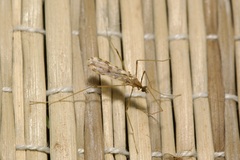 Ilisia maculata