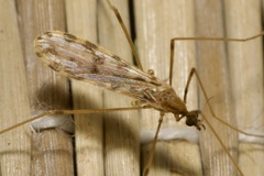 Ilisia maculata