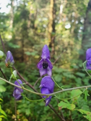 Aconitum degenii