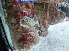 Sebastes chrysomelas