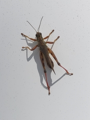 Orthoptera