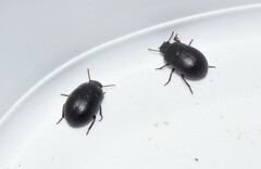 Micrositus orbicularis