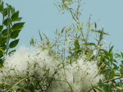 Clematis montevidensis